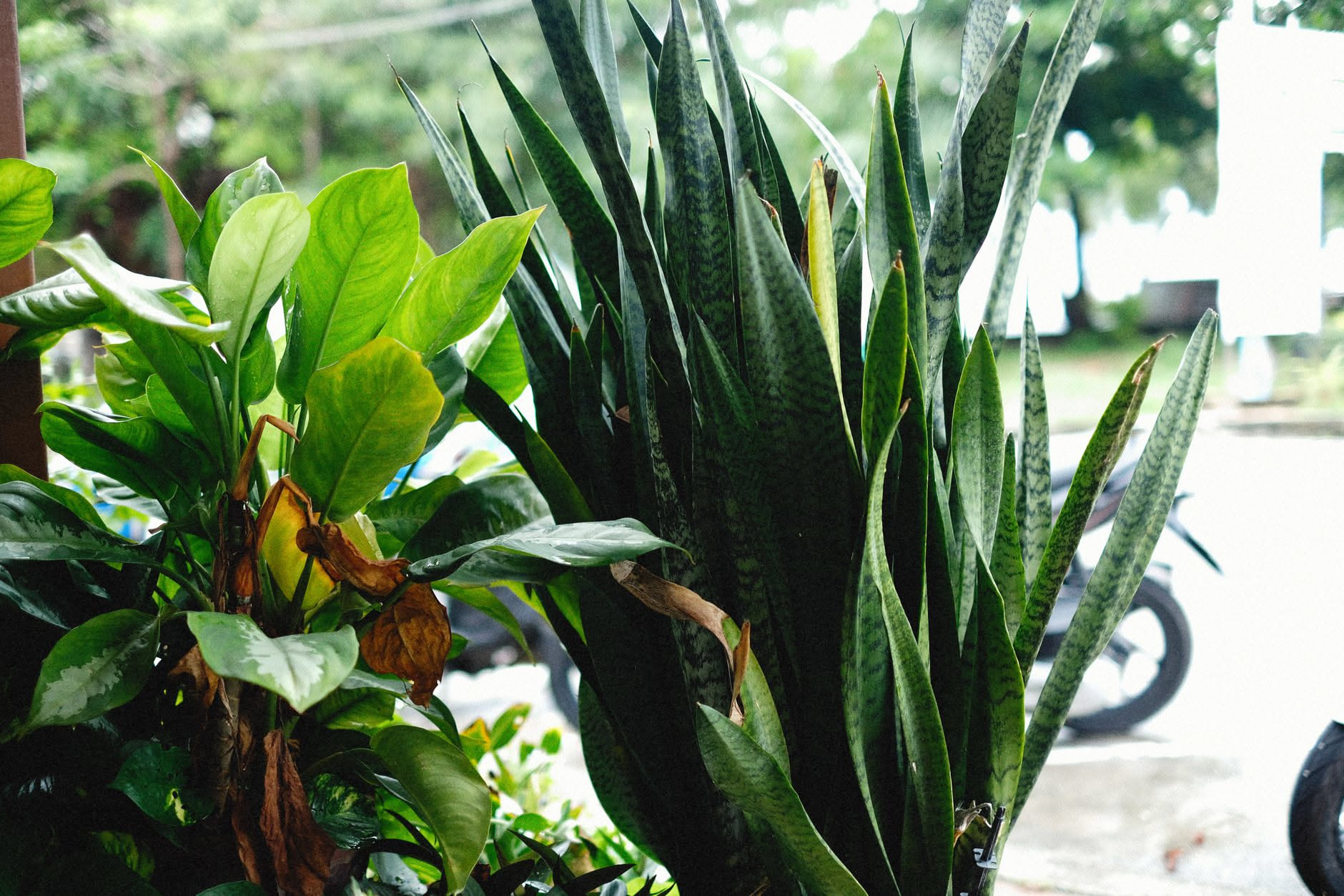 La Sansevieria non cresce più? Più le dai acqua per farla crescere e più rischi di farla marcire
