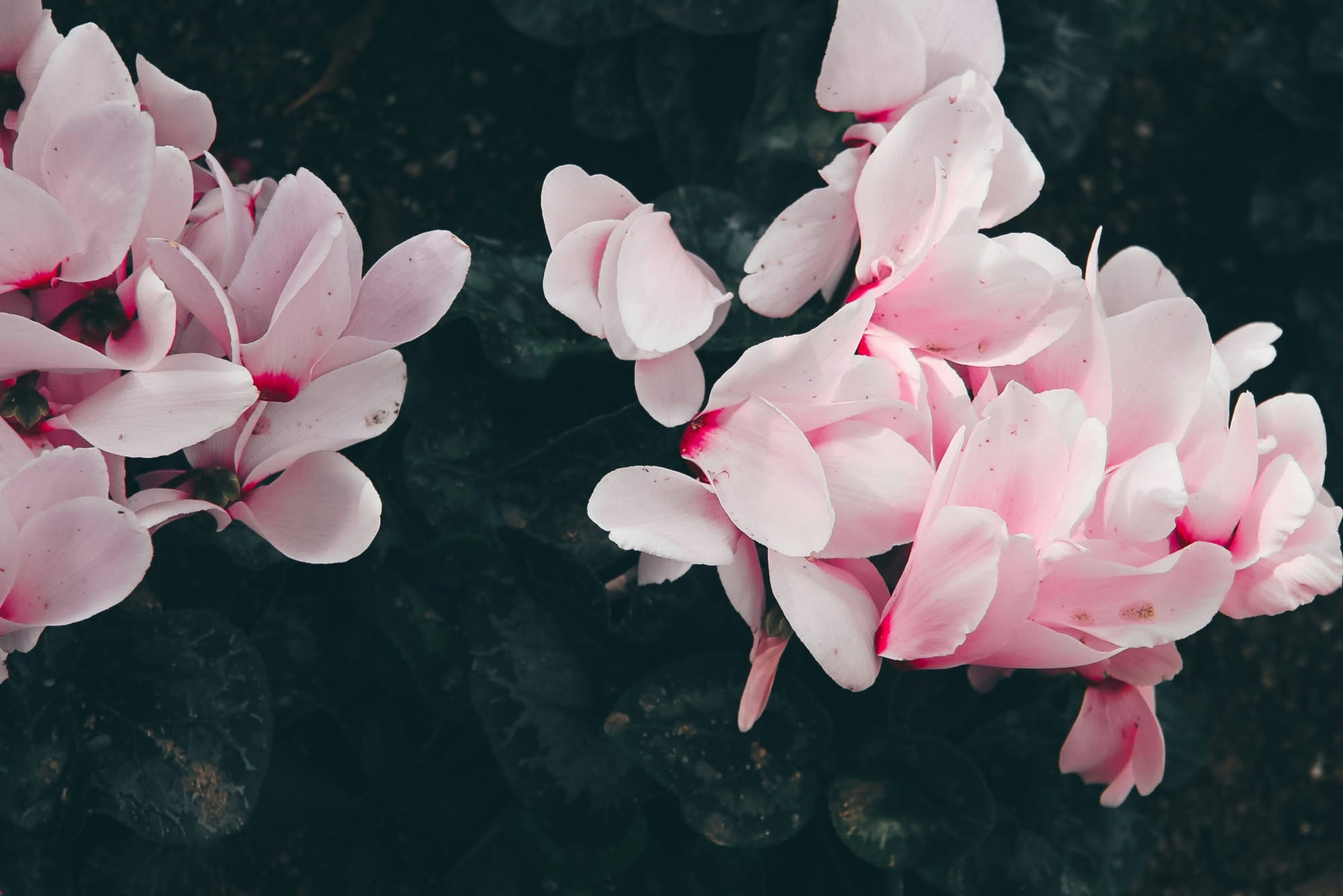L’Orchidea non rifiorisce? Più la proteggi al caldo e più rischi di impedirle di fare nuovi fiori
