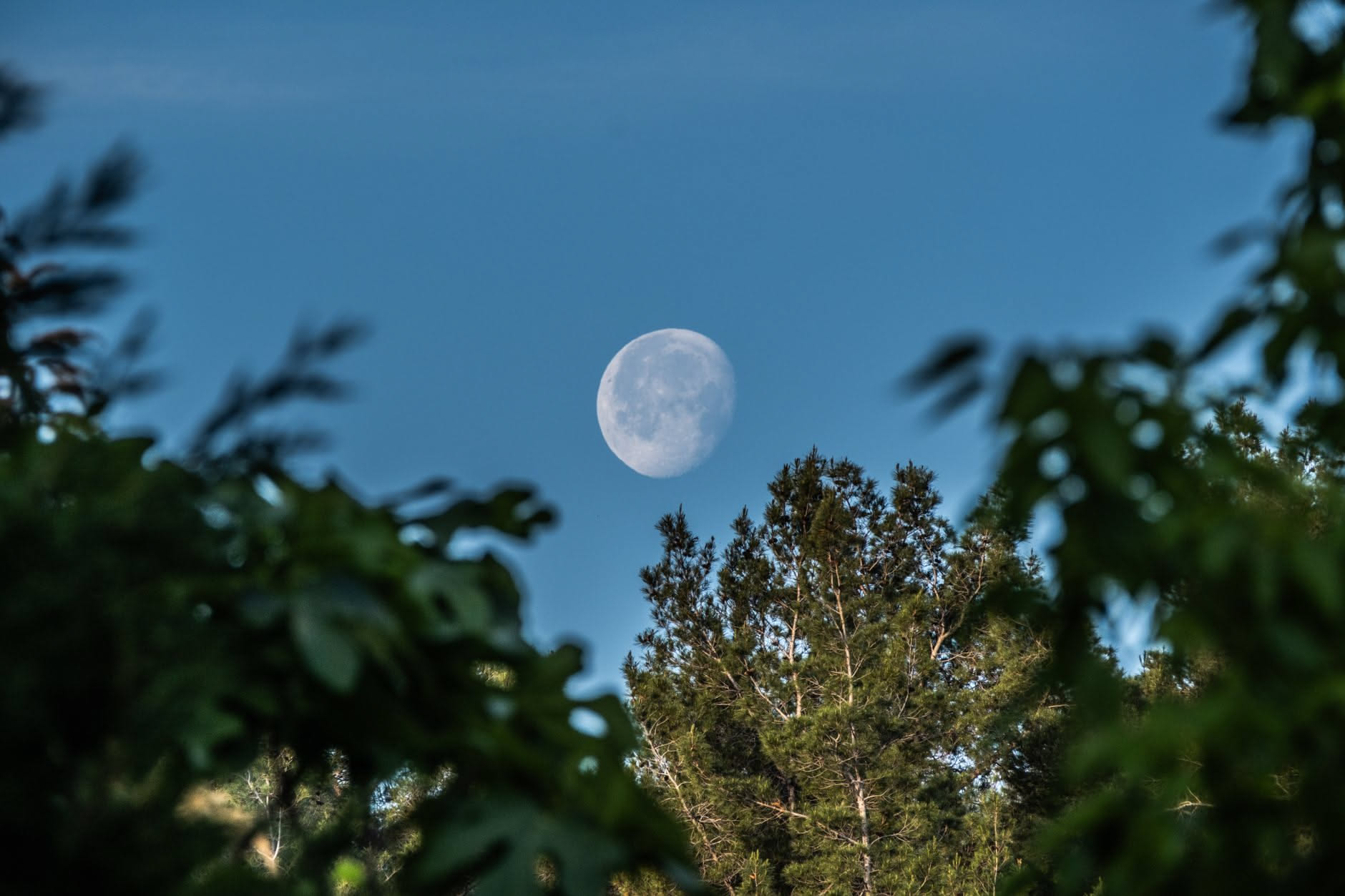 Luna piena bassa sull'orizzonte sopra un orto con filari di ortaggi al crepuscolo