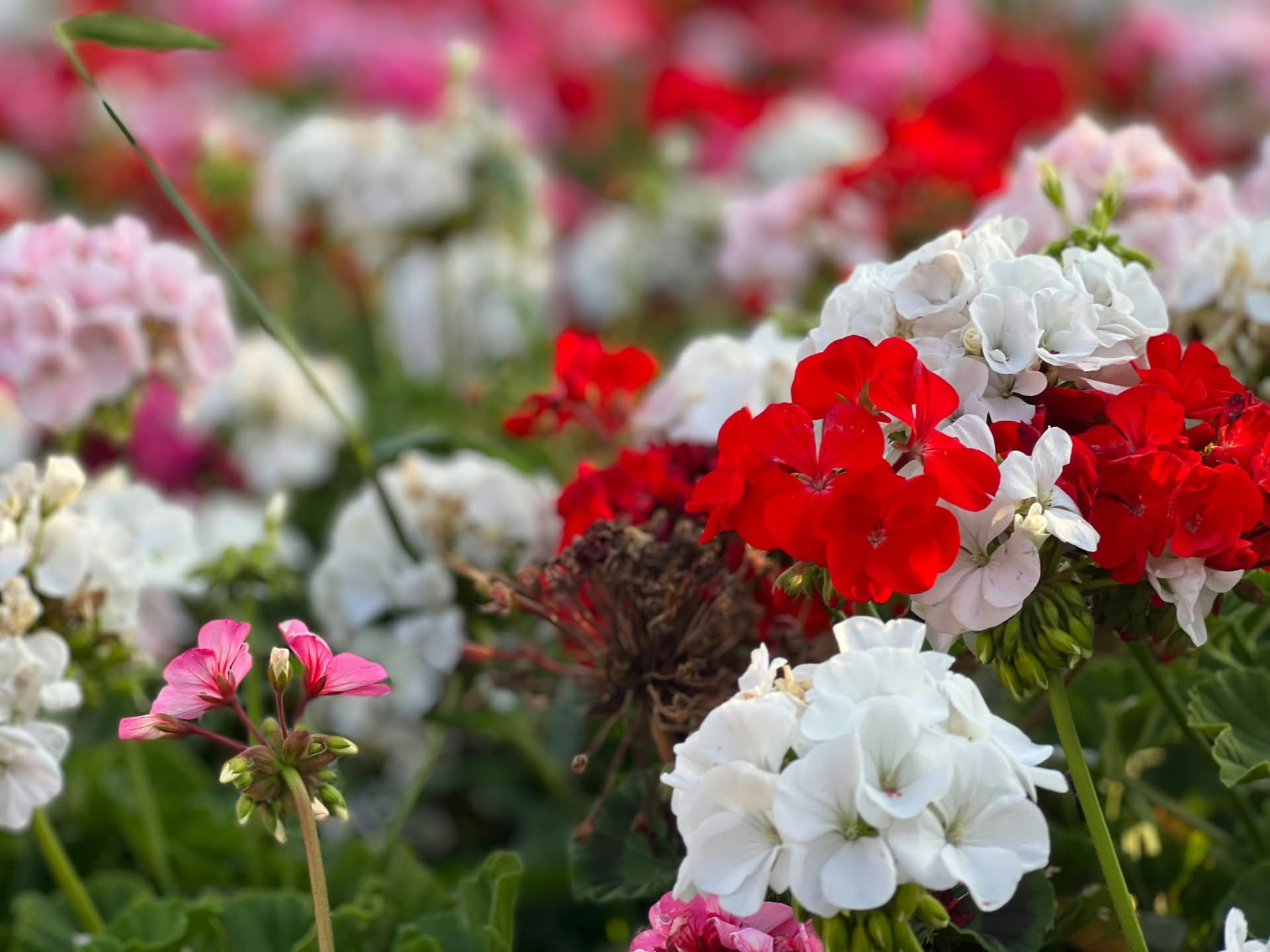 Il Geranio a fine estate ha pochi fiori e molte foglie? Più lo concimi per aiutarlo e più rischi di allontanare la fioritura