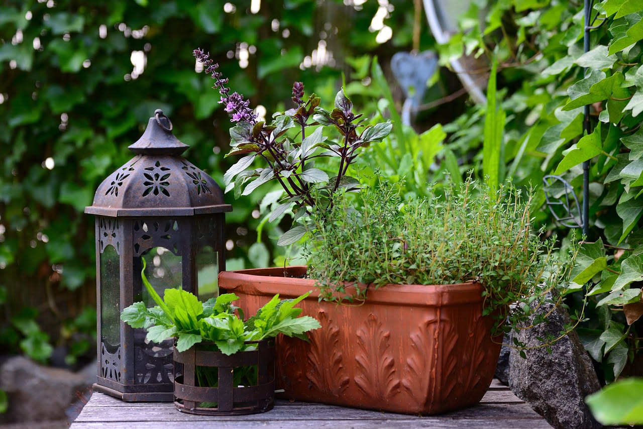 7 piante antizanzare per casa e giardino: quali funzionano davvero