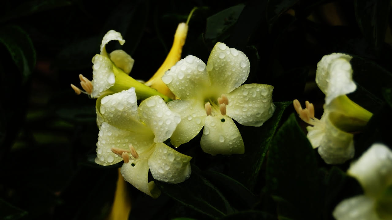 Cosa fare alla bella di notte per avere i fiori nelle notti di agosto: 3 consigli dei fiorai