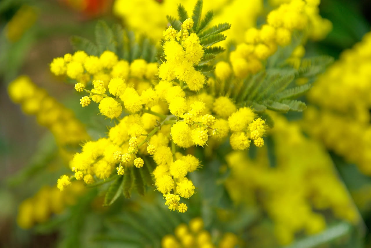 Foglie di mimosa sensitiva (Mimosa pudica) che si richiudono, come reagiscono al buio improvviso durante un'eclissi solare
