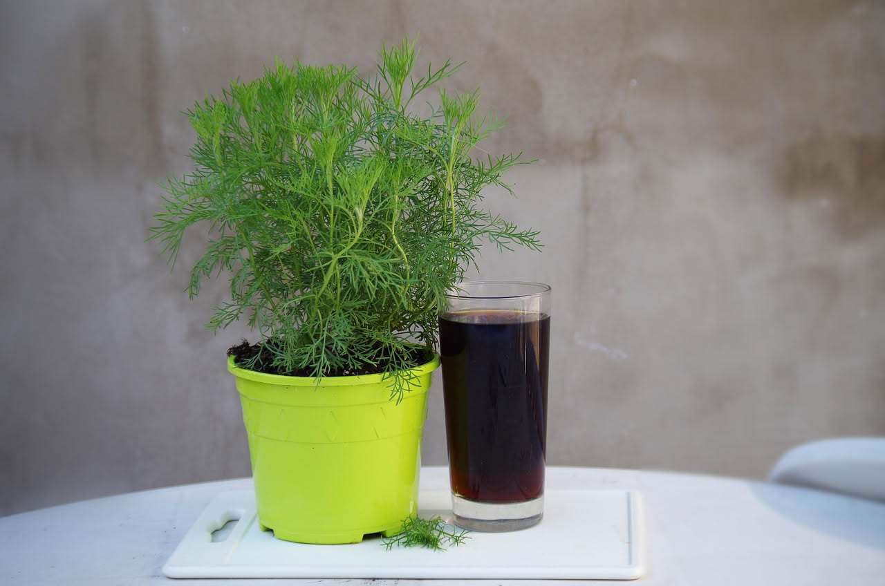 Coltivare i finocchi anche in vaso: ecco la guida facile per farli crescere gustosi