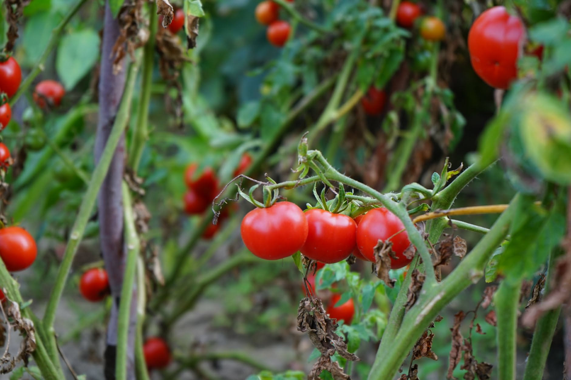 Cosa fare ai pomodori con un forte temporale dopo la siccità: le tre regole dei contadini