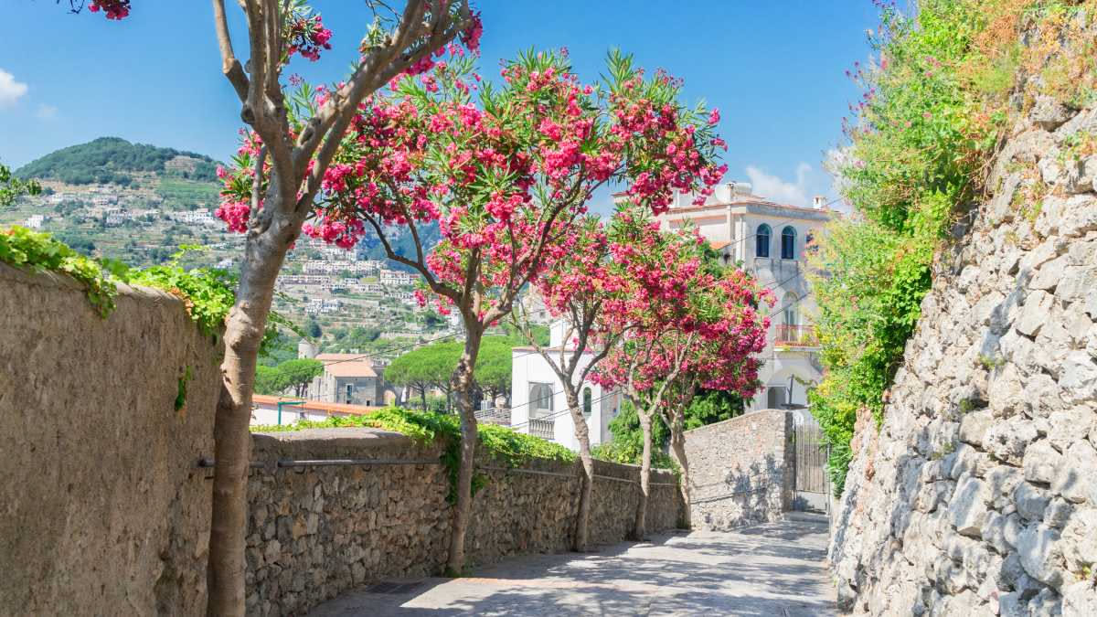 Ortensie, gerani e surfinie in piena fioritura su un balcone estivo assolato, con alcuni fiori dai bordi leggermente secchi per il caldo