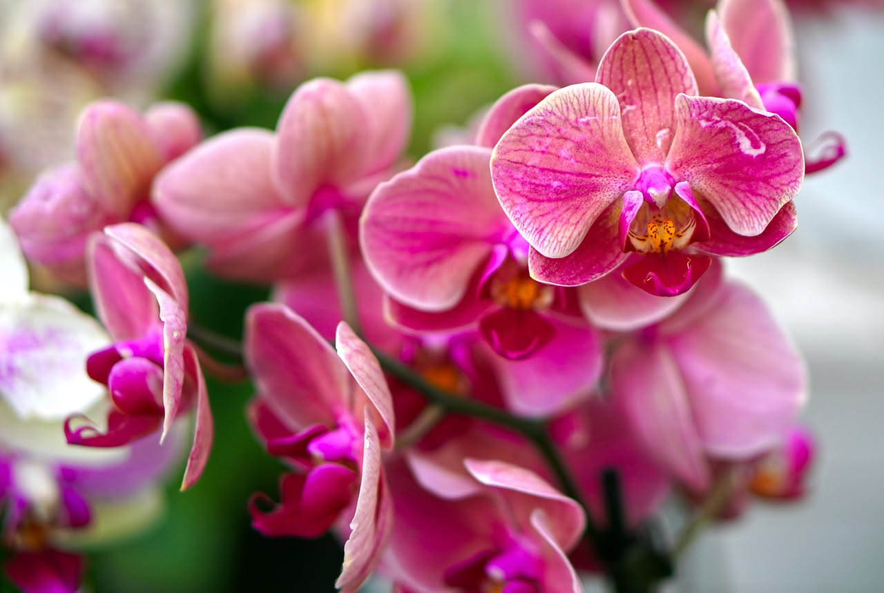 Come proteggere l'orchidea dal caldo di agosto: 3 segreti che pochi conoscono