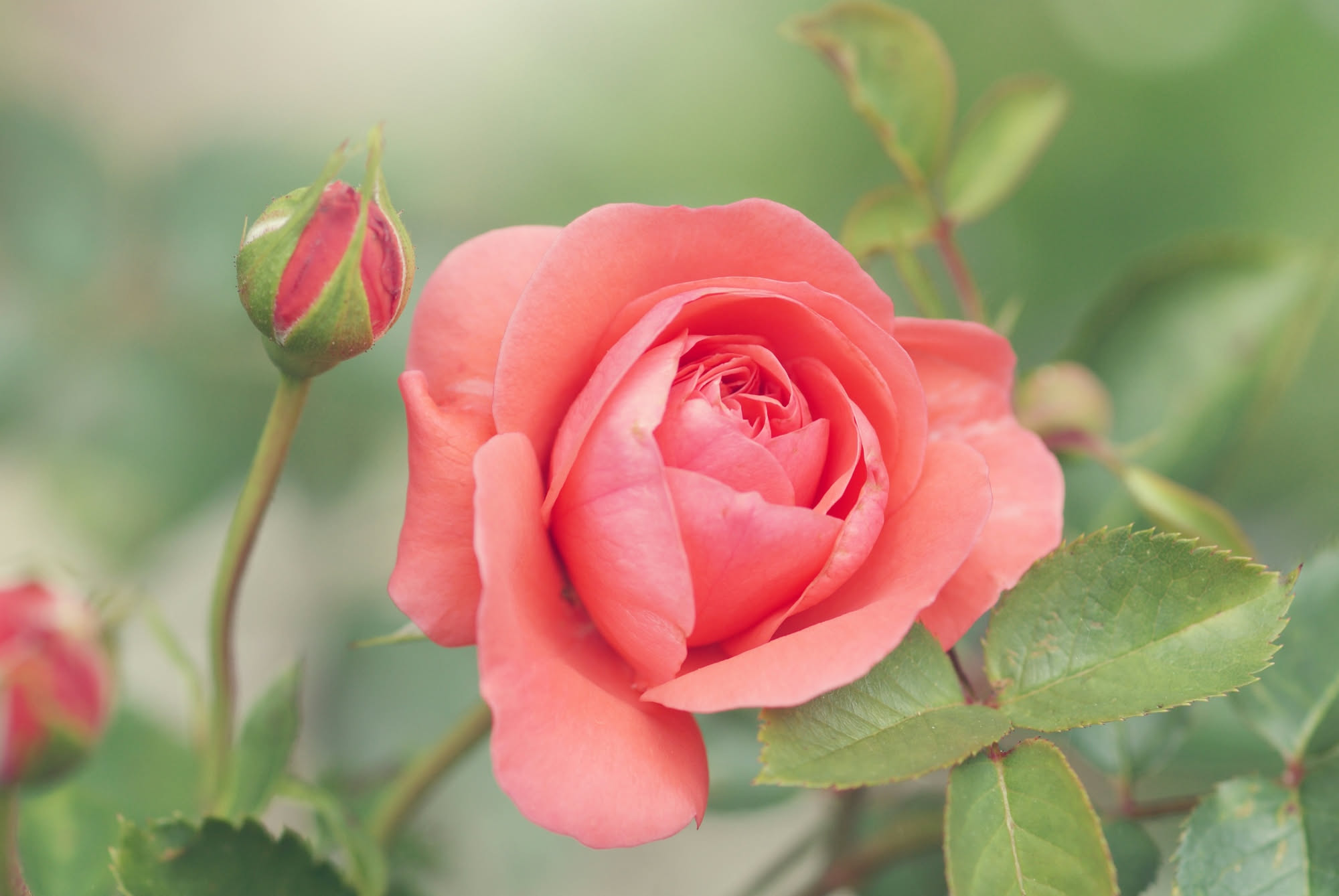 Cespuglio di rose rosa in giardino con pacciamatura di corteccia alla base, sotto il sole intenso di agosto