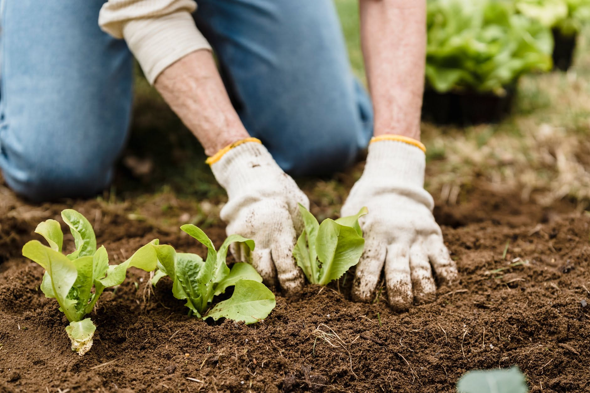 Cosa piantare a fine agosto e settembre: quali ortaggi e fiori scegliere