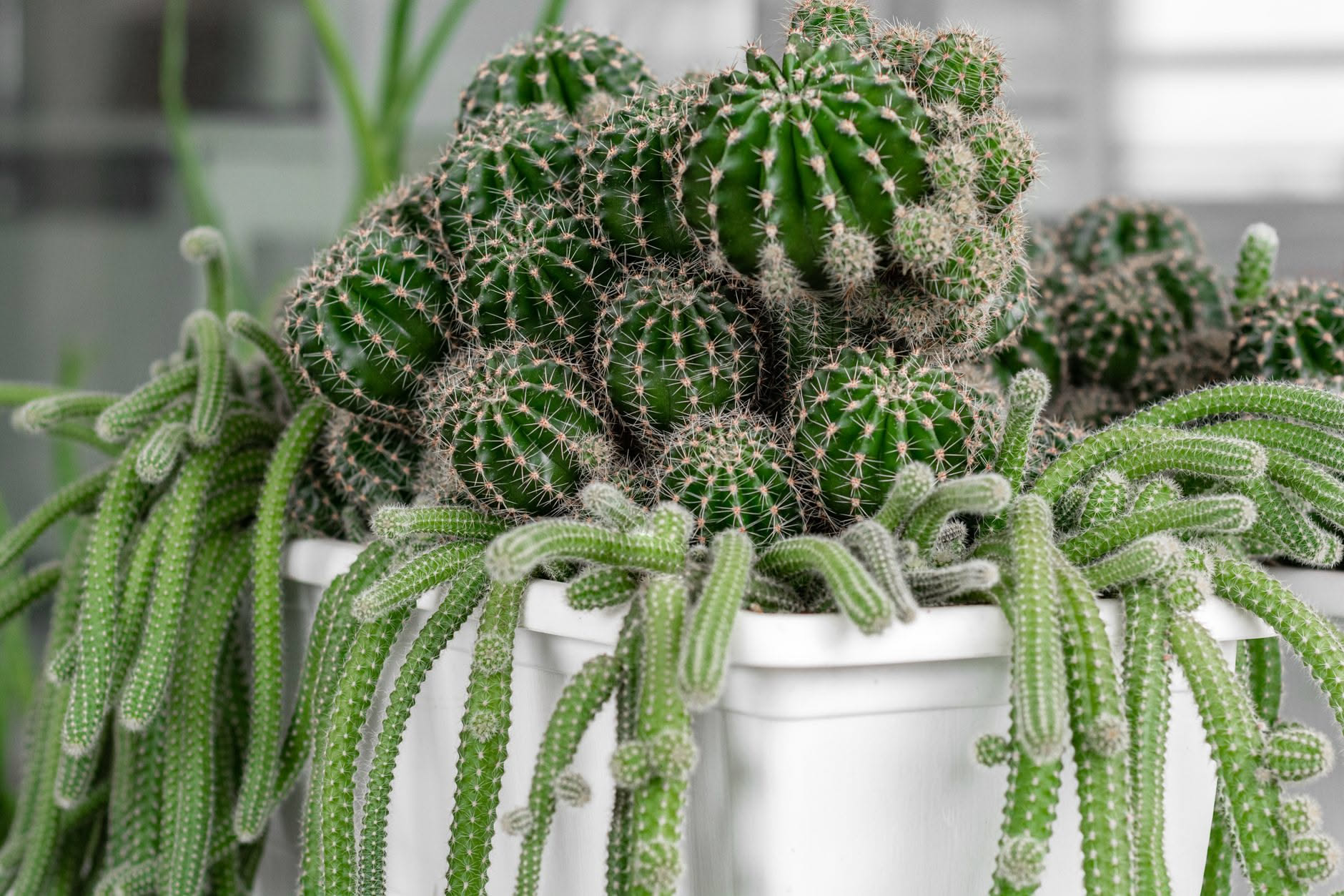 Il Cactus sembra raggrinzito? L’acqua che gli dai per salvarlo può diventare più pericolosa della sete