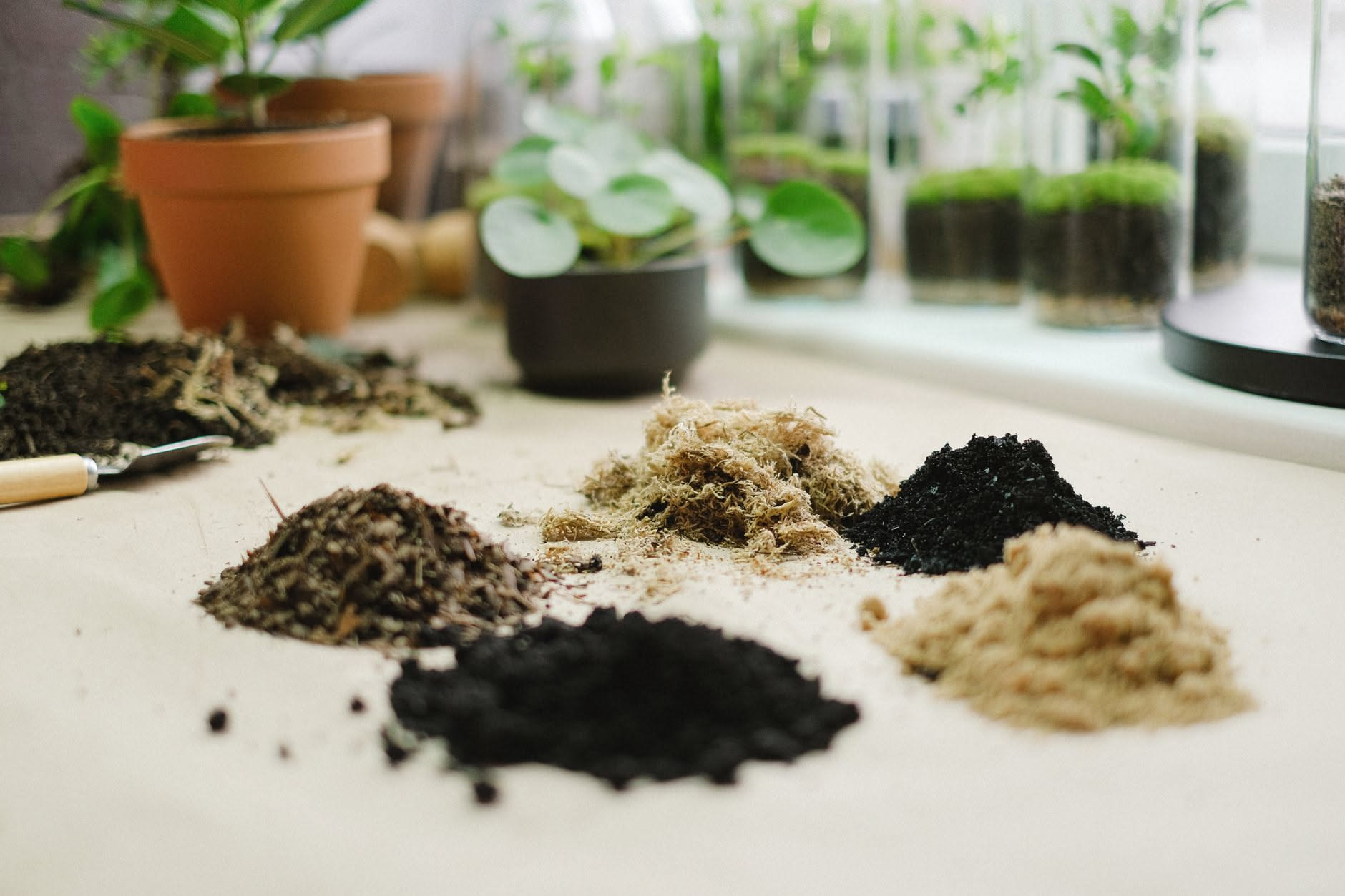 Metti i fondi di caffè nelle piante? Attenzione: per queste 5 specie sono un veleno