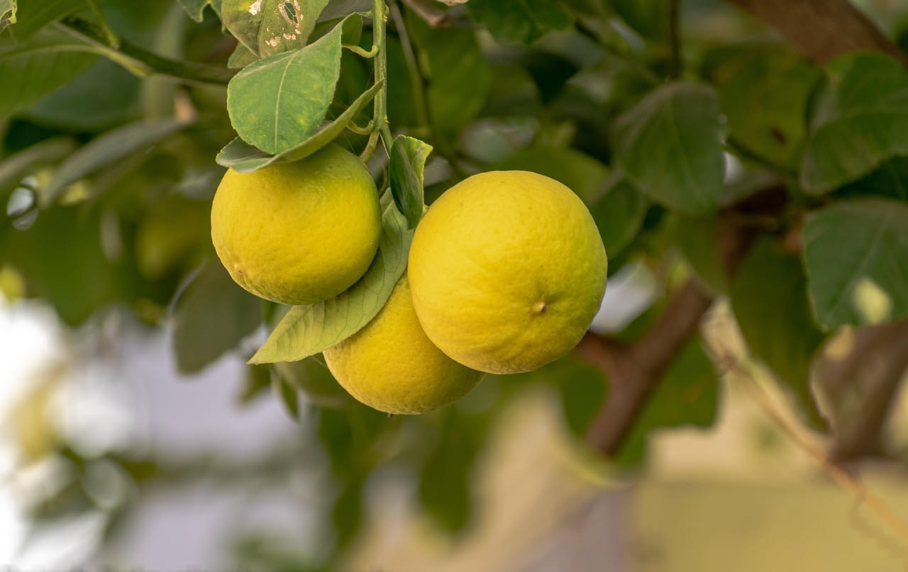 Le foglie del limone si stanno arricciando? Ecco cosa significa davvero