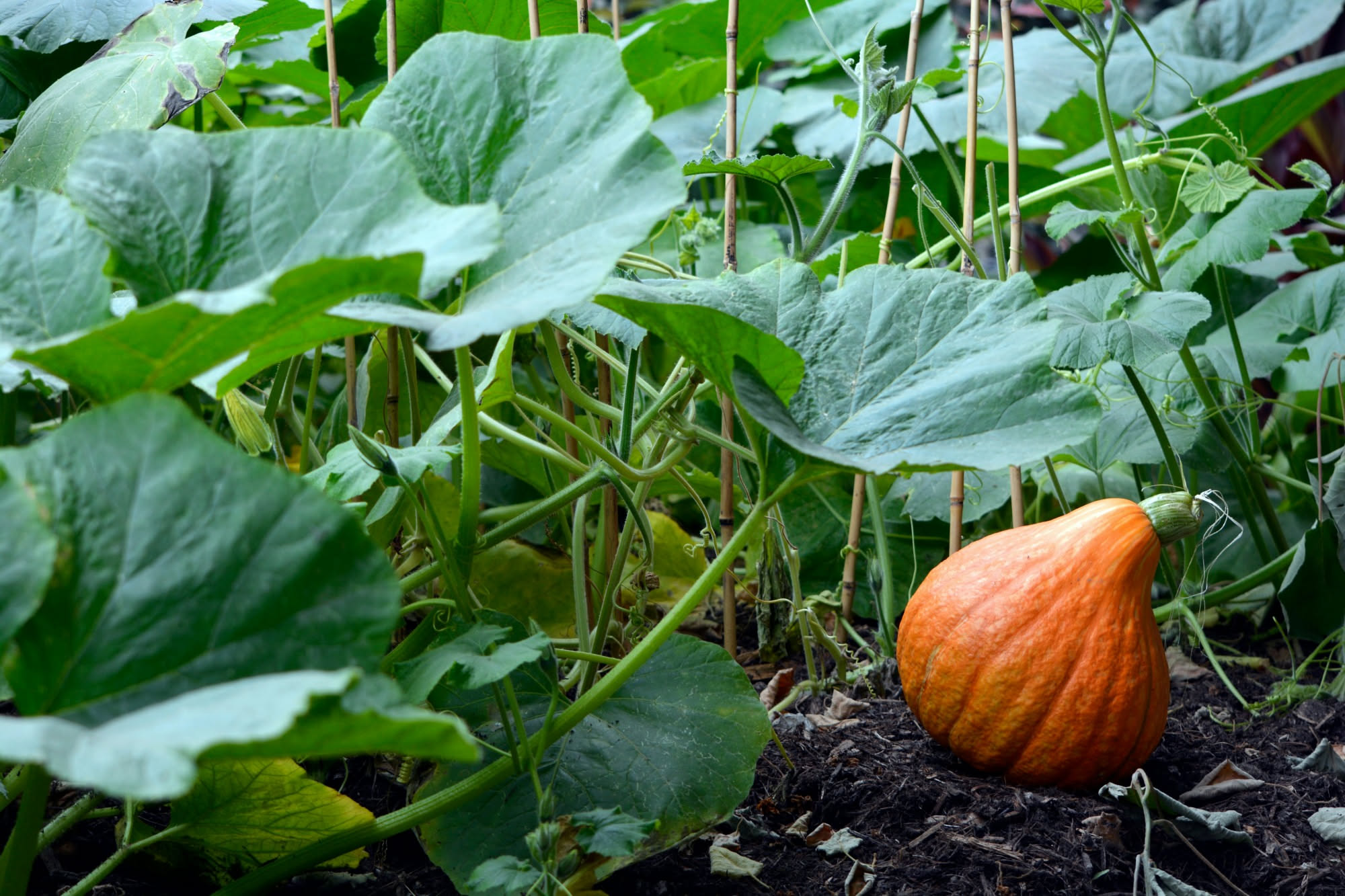 Il calendario dei lavori di settembre in orto e giardino: cosa fare settimana per settimana