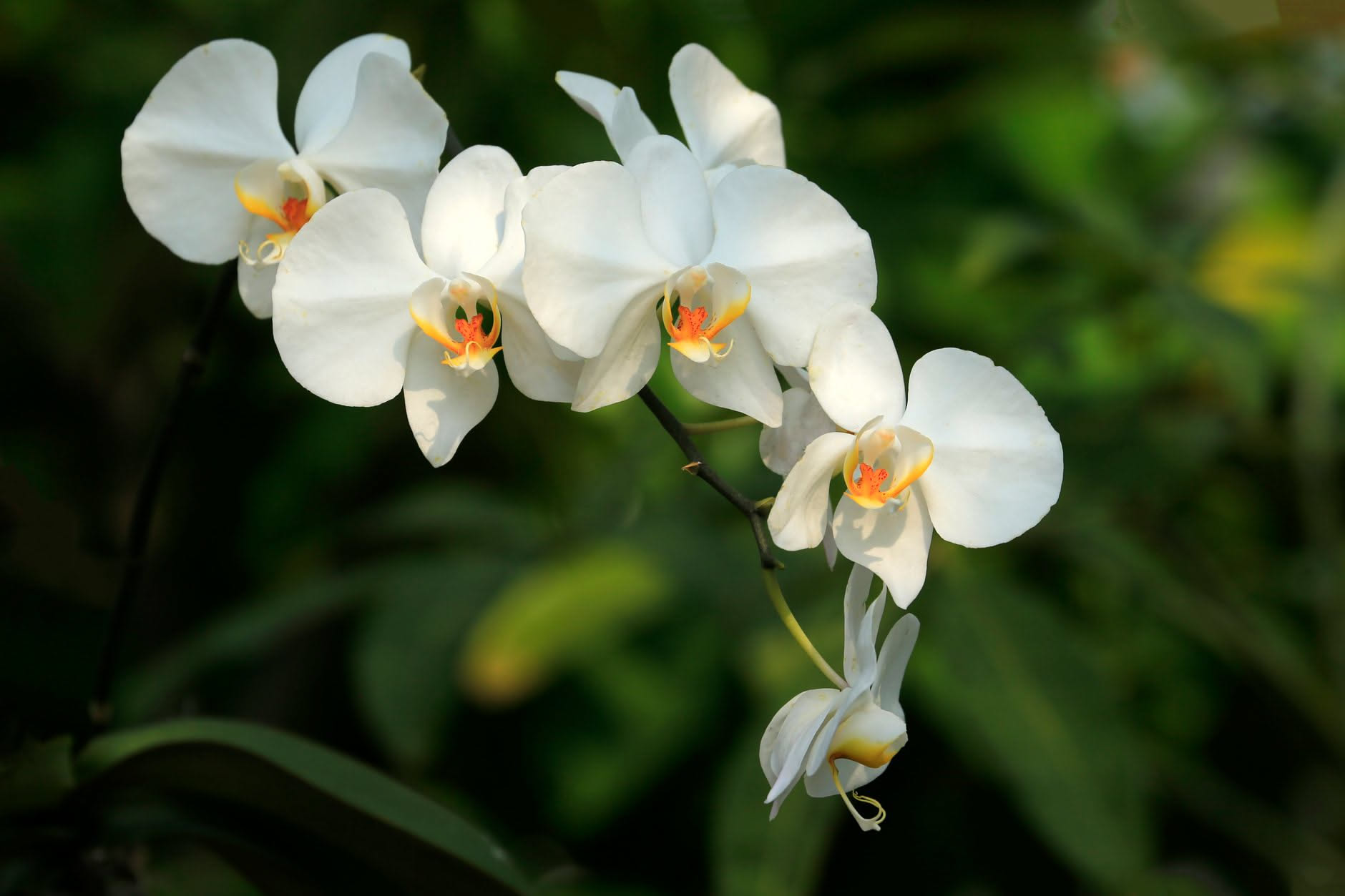 Come coltivare la pianta della vaniglia, l'orchidea da cui nascono i baccelli