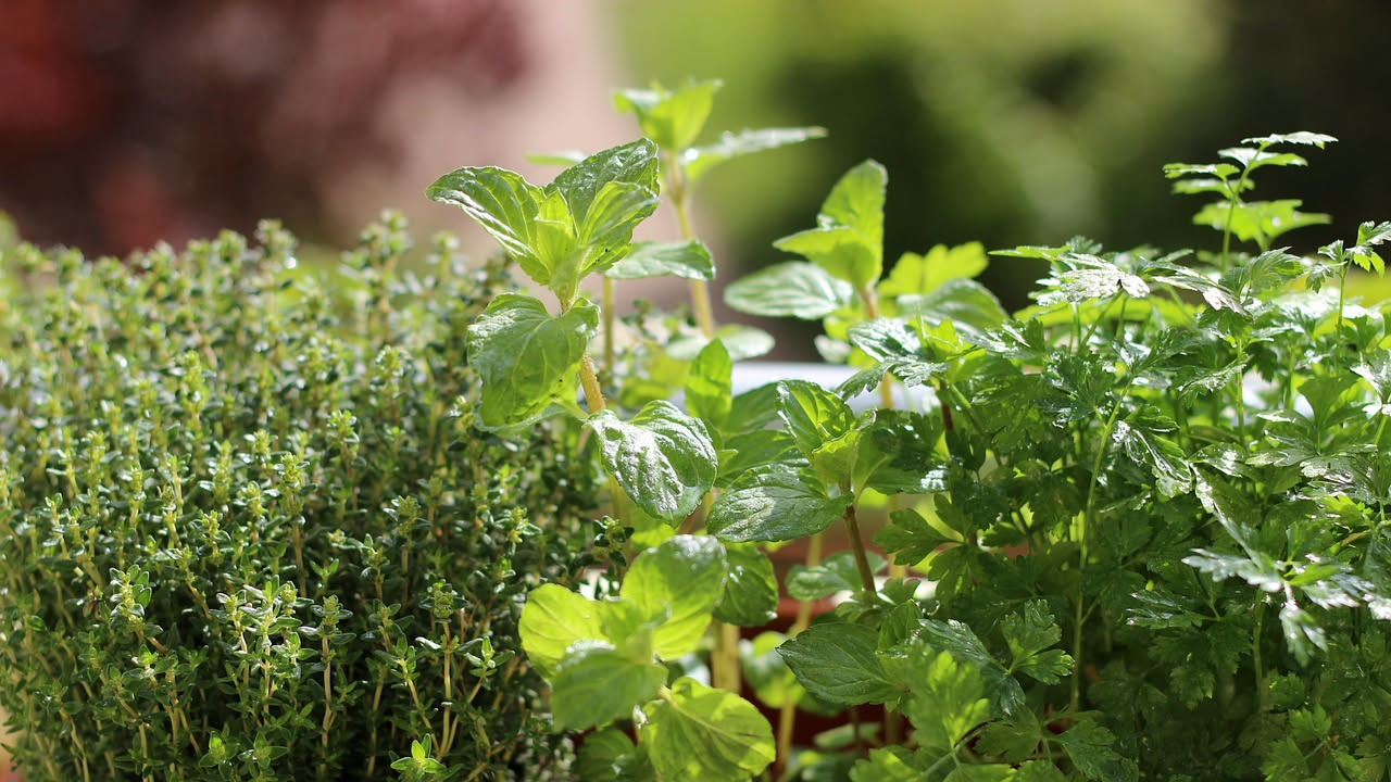 Attenzione alle piante da balcone: queste 3 sembrano aromatiche ma non lo sono