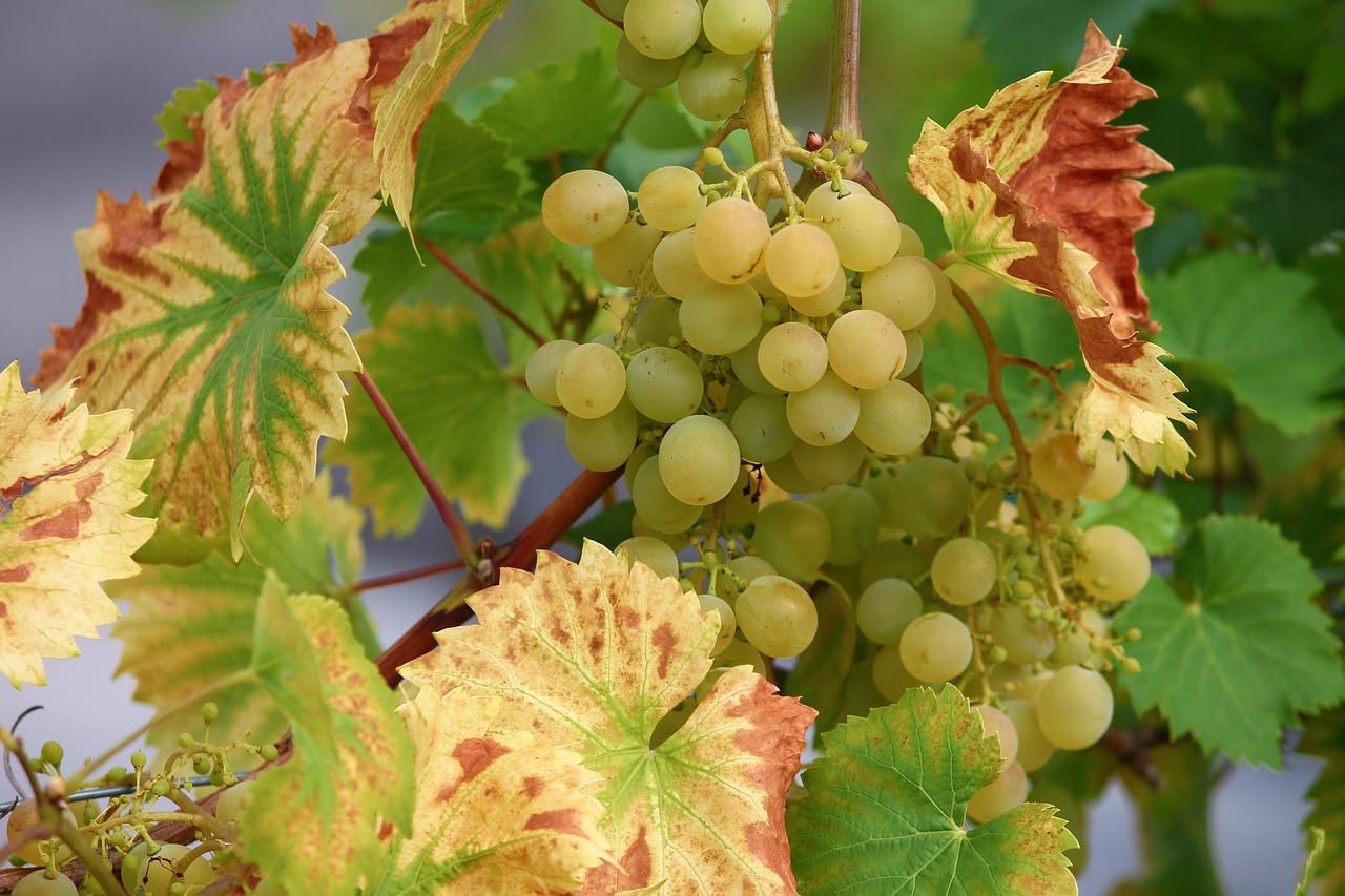 Cosa fare all'uva prima di mangiarla per togliere i pesticidi: i metodi che funzionano