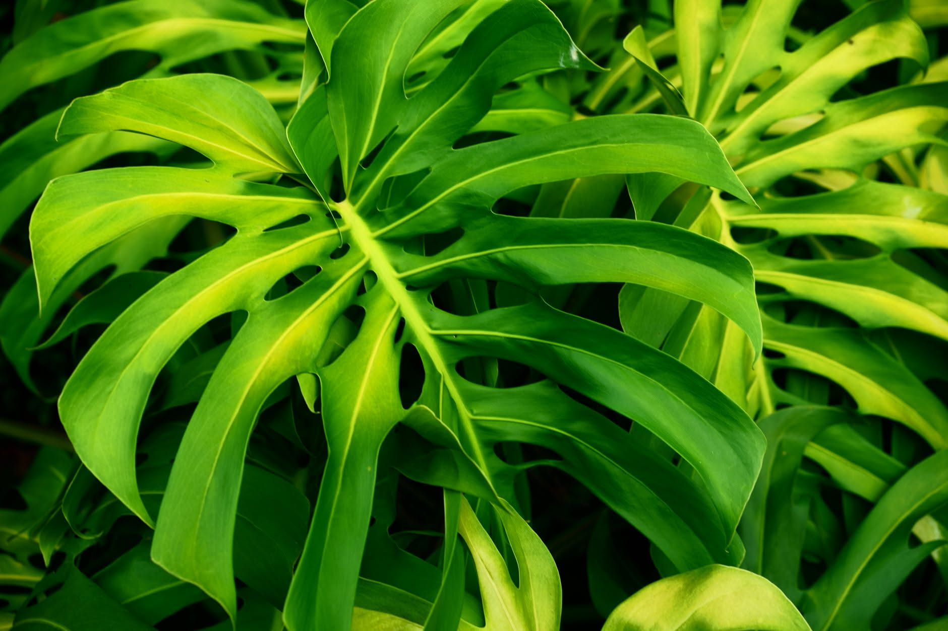 La Monstera fa tante foglie senza buchi? Più la concimi e più rischi di farla crescere senza risolvere il vero problema