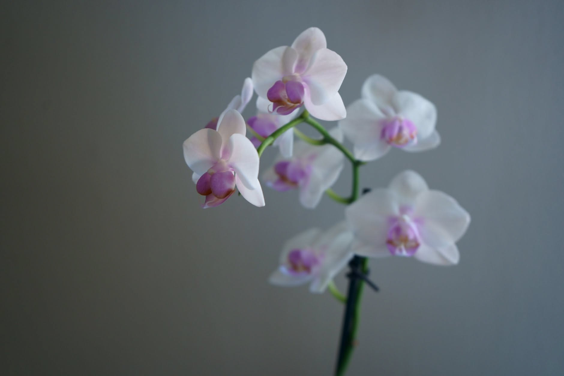 Orchidea con le foglie gialle: quali si tolgono e quali dicono che c'è un problema