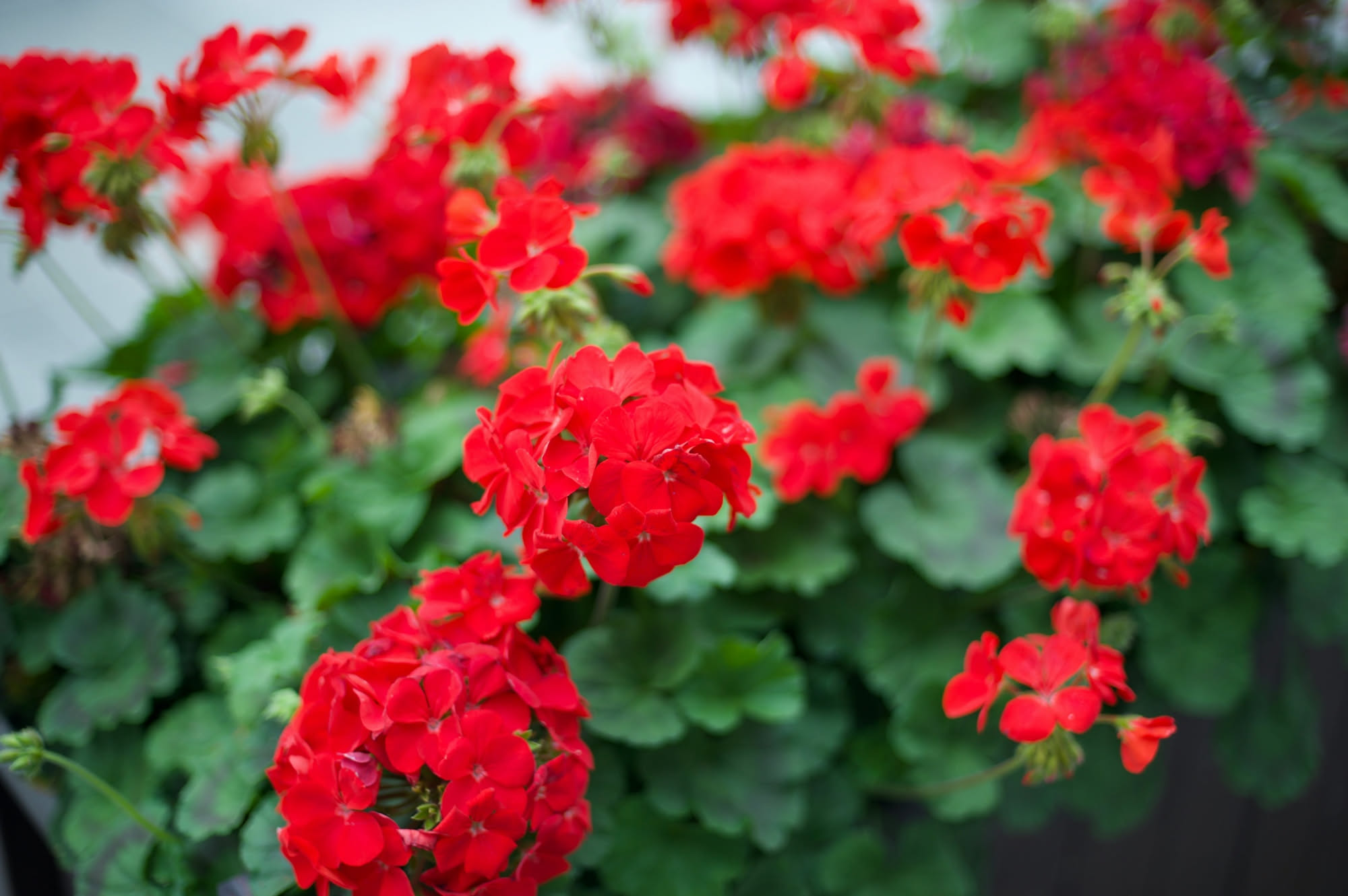 I fiori di Ferragosto: ecco come colorare di rosso il tuo balcone