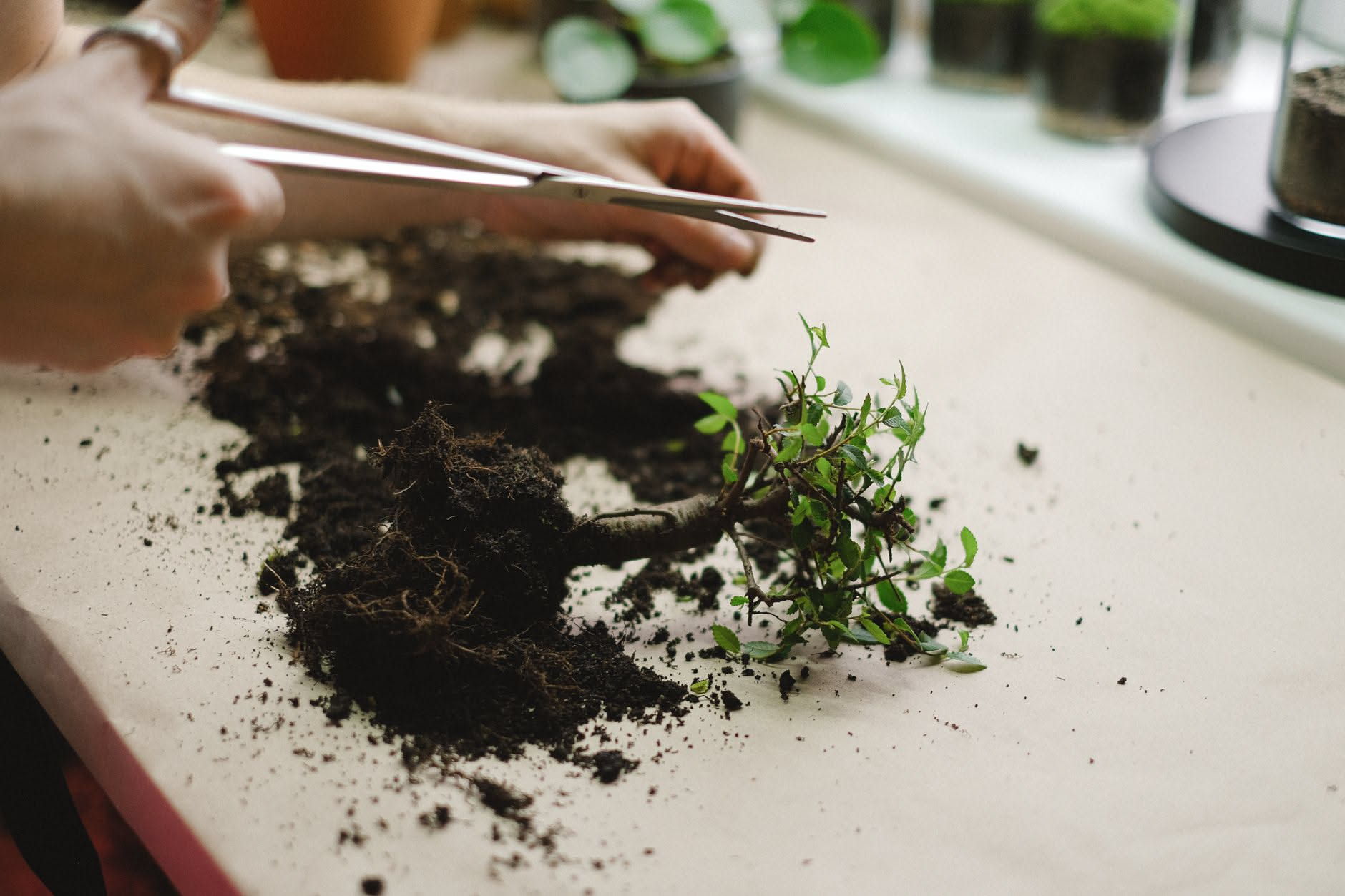 Bonsai di Ficus in appartamento con alcune foglie cadute vicino al vaso