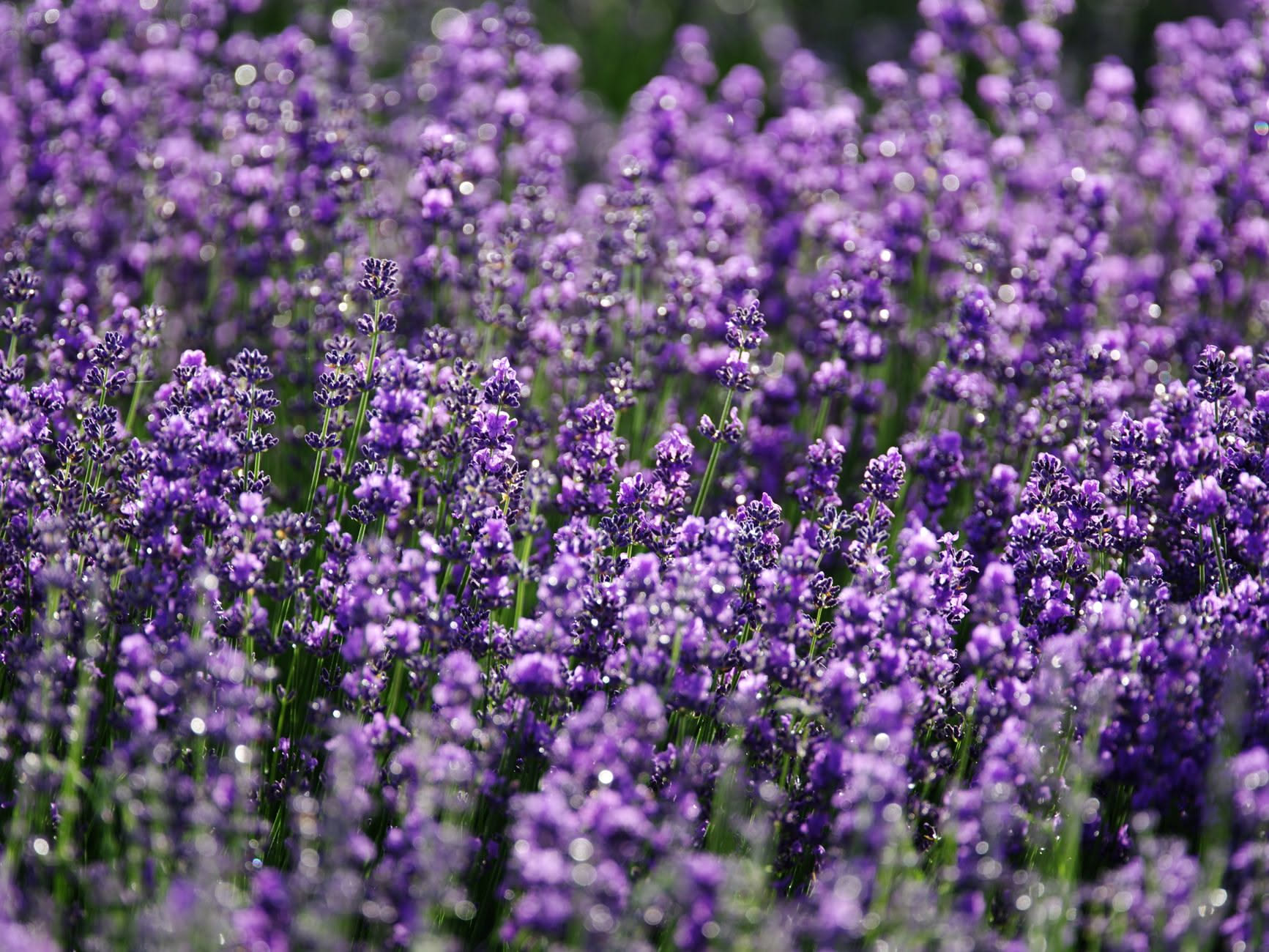 Cosa fare alla lavanda nei tre giorni dopo la luna piena del 28 agosto: gli usi delle nonne