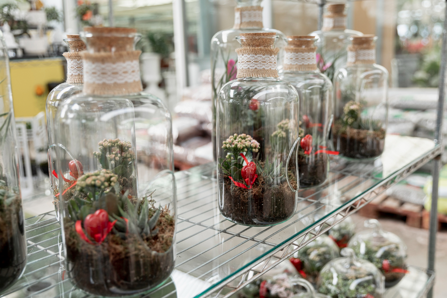 Il giardino in bottiglia che si annaffia da solo: come costruire un terrarium in 5 passaggi