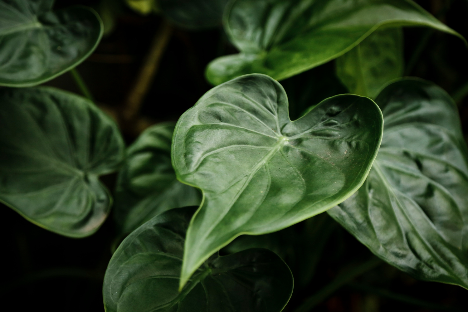 Cosa succede al pothos quando ha le punte delle foglie secche