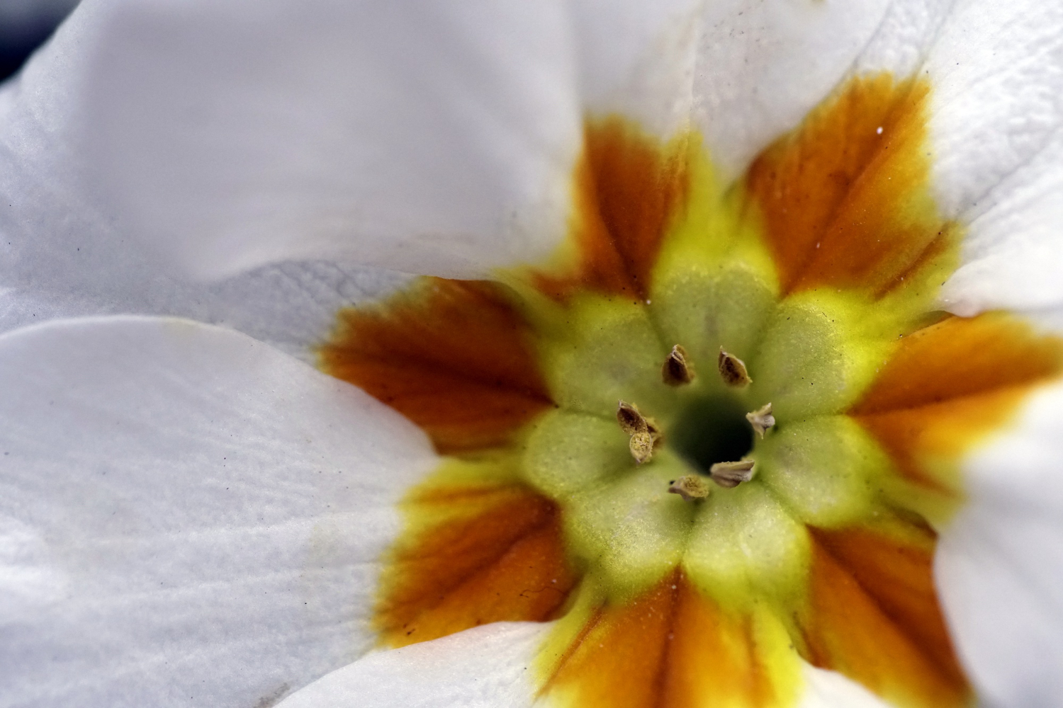 Quel piccolo foro al centro della primula non è un difetto: guarda cosa nasconde il fiore