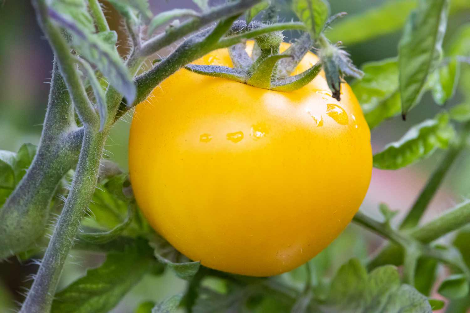 Perché questo pomodoro maturo è giallo e non rosso? La differenza non è solo nel colore