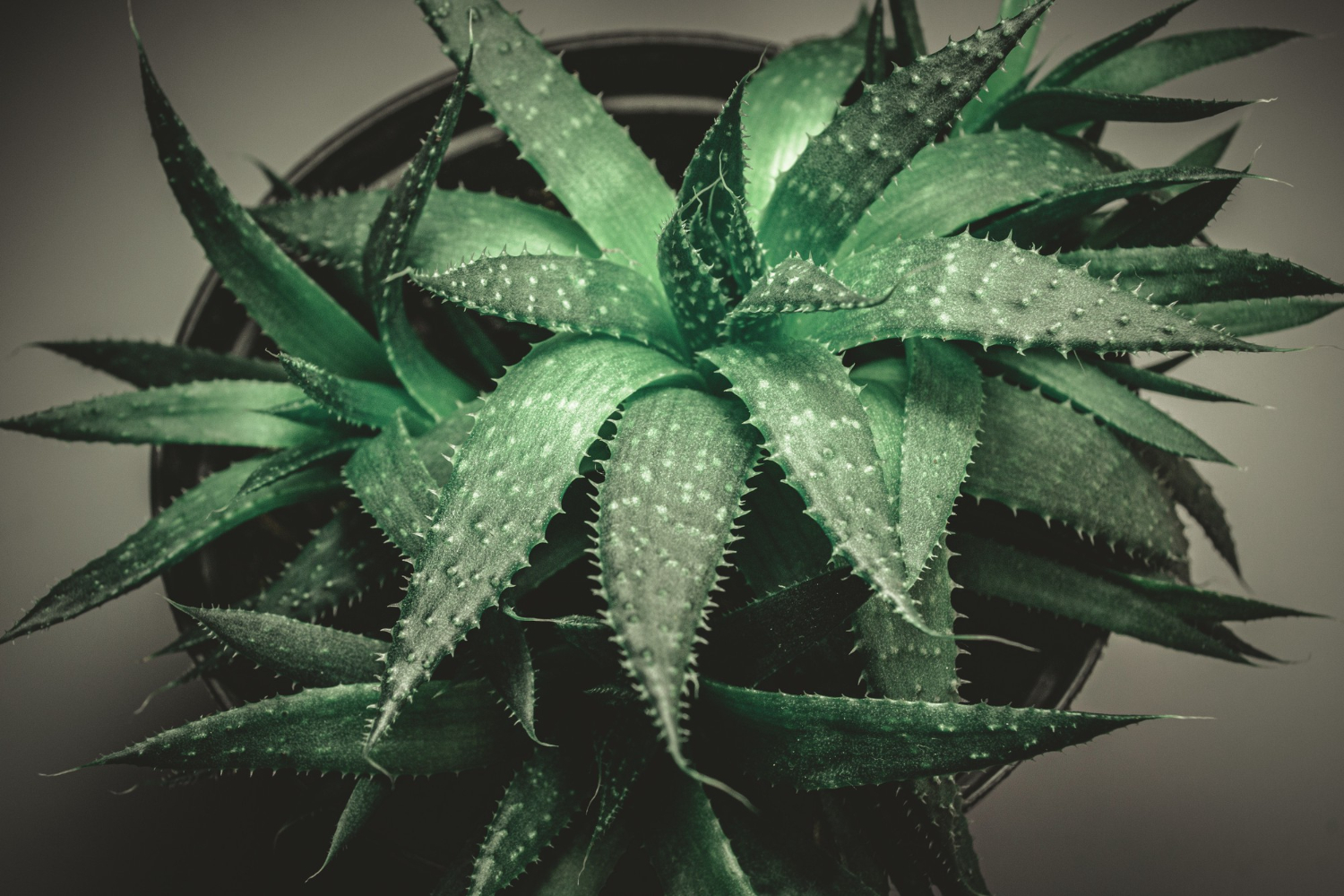Se l'aloe prende troppo sole le prime conseguenze si vedono sulle foglie