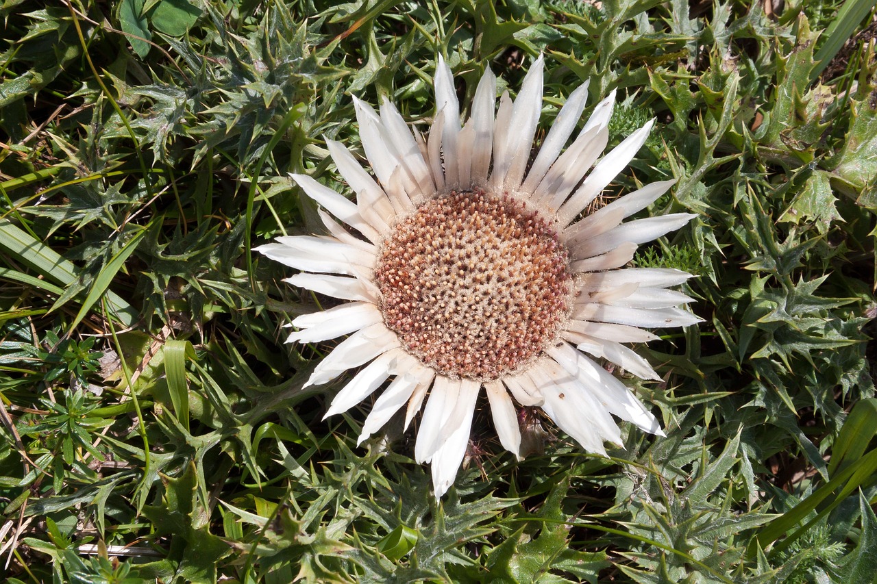 Capolino argenteo di Carlina acaulis con le brattee parzialmente chiuse in un prato
