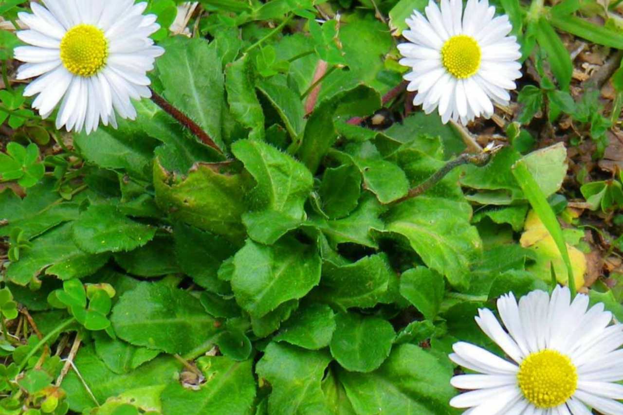 Perché la pratolina chiude i suoi petali prima della pioggia: ecco la spiegazione