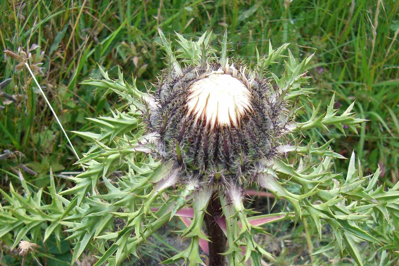 Cosa fanno i petali della carlina prima di un temporale: un mistero della natura