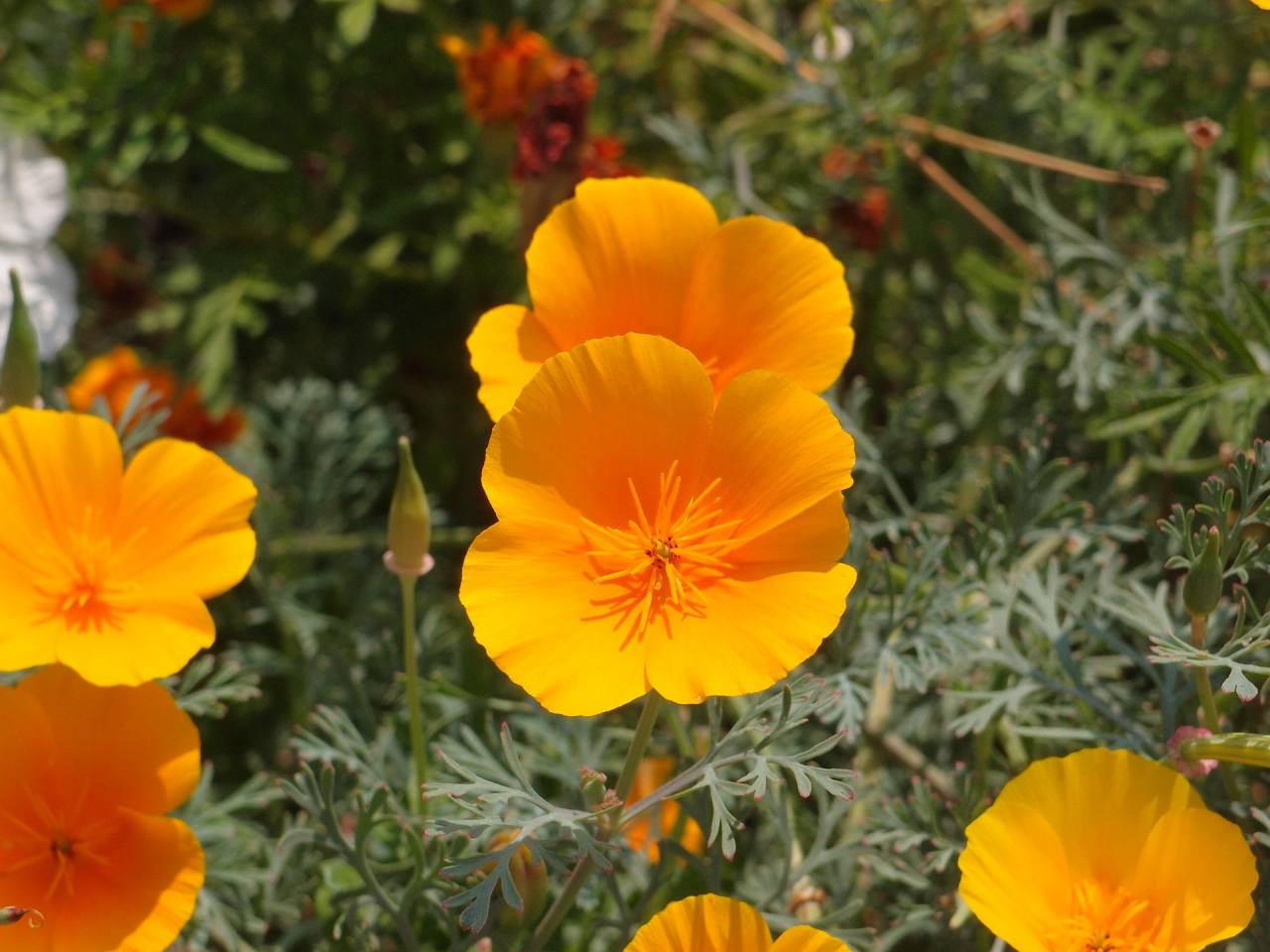 Perché si chiudono i fiori dell'escolzia prima della pioggia: un barometro naturale