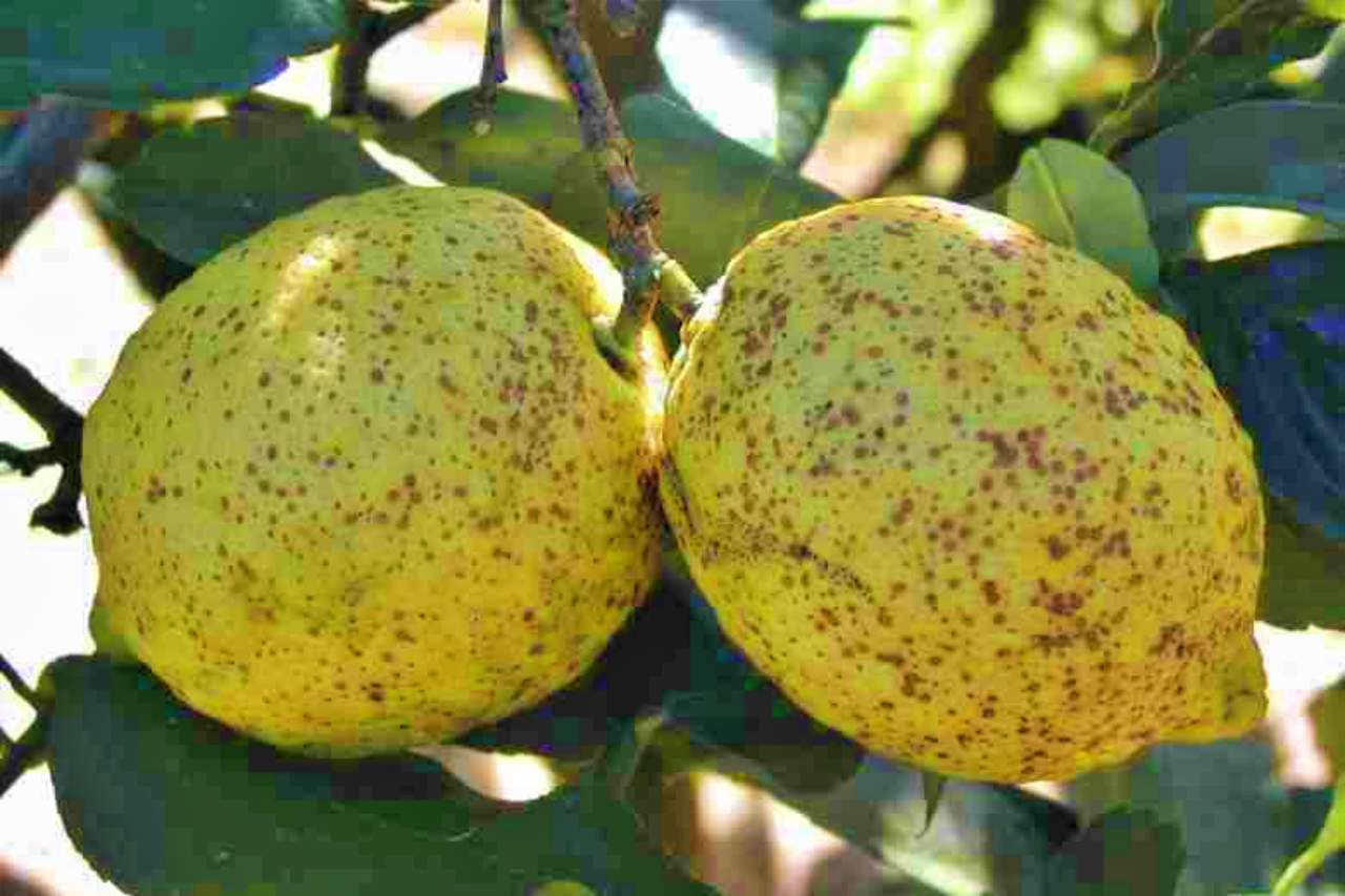 Cosa fare se il limone ha la cocciniglia: i tre rimedi dei nostri nonni