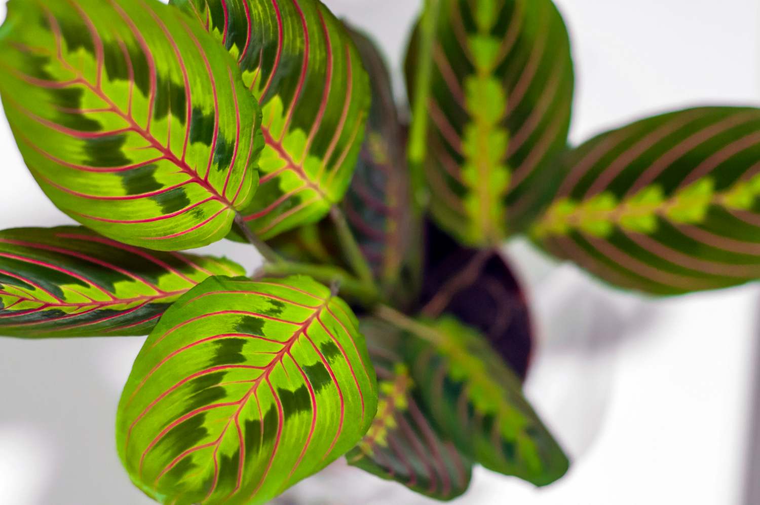 Maranta: la pianta che ogni sera solleva le foglie come se pregasse