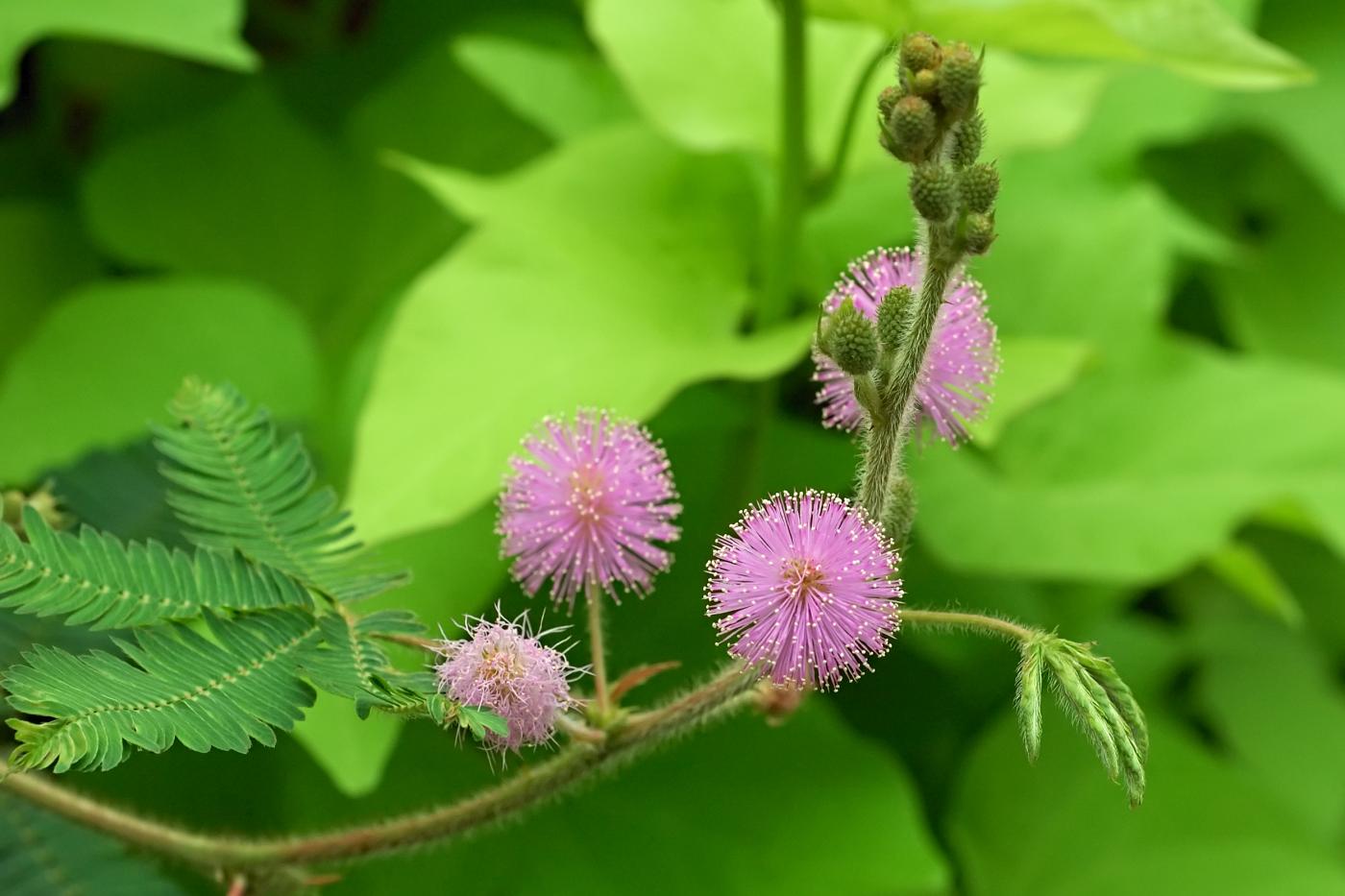 Mimosa pudica: la pianta che chiude le foglie appena la tocchi